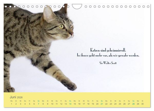 Produktbild: Katzenzitate 2026 (Wandkalender 2026 DIN A4 quer), CALVENDO Monatskalender