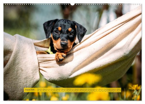 Produktbild: Welpenzeit - Ein Jahr voller spannender Pfotenabenteuer (hochwertiger Premium Wandkalender 2026 DIN A2 quer), Kunstdruck in Hochglanz