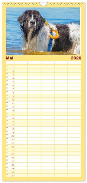 Produktbild: Familienplaner 2026 - Landseer - Ein starker Freund auf 4 Pfoten mit 5 Spalten (Wandkalender, 21 x 45 cm) CALVENDO