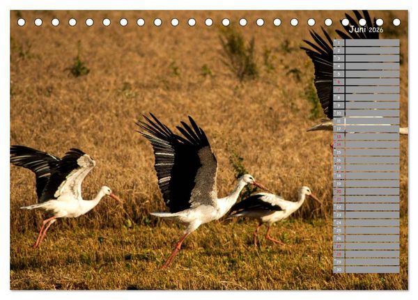 Produktbild: Lettland - Streifz&uuml;ge durch das mittlere Baltikum (Tischkalender 2026 DIN A5 quer), CALVENDO Monatskalender