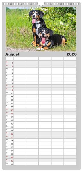 Produktbild: Familienplaner 2026 - Schweizer Sennenhunde - aus den Schweizer Alpen mit 5 Spalten (Wandkalender, 21 x 45 cm) CALVENDO