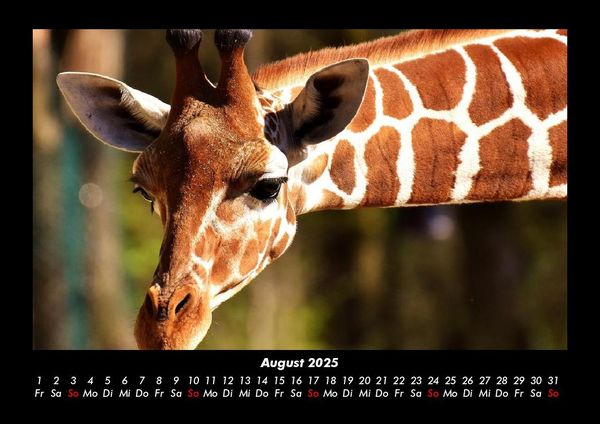 Produktbild: Giraffen 2025 Fotokalender DIN A3