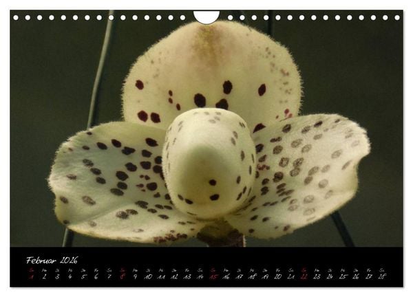 Produktbild: Farbenreiche Orchideen (Wandkalender 2026 DIN A4 quer), CALVENDO Monatskalender