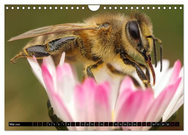 Produktbild: Faszination Makrofotografie: Wespen und Bienen (Wandkalender 2026 DIN A4 quer), CALVENDO Monatskalender