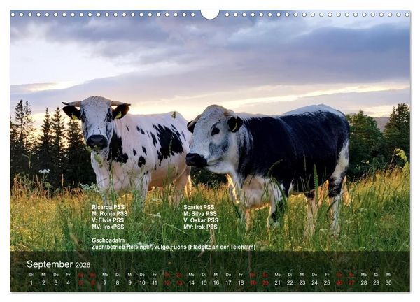 Produktbild: Pustertaler Sprinzen und Schecken 2026 (Wandkalender 2026 DIN A3 quer), CALVENDO Monatskalender