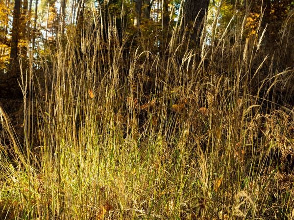 Produktbild: CALVENDO Puzzle Im Burgwald bei Mellnau | 1000 Teile Lege-Gr&ouml;&szlig;e 64 &times; 48 cm Foto-Puzzle f&uuml;r gl&uuml;ckliche Stunden