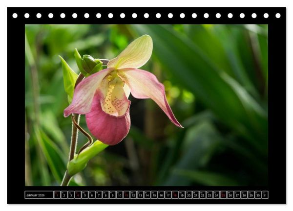 Produktbild: Frauenschuhe - die sch&ouml;nsten Orchideen der Welt (Tischkalender 2026 DIN A5 quer), CALVENDO Monatskalender