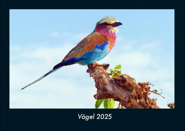 Vögel 2025 Fotokalender DIN A4
