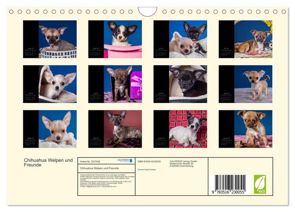 Produktbild: Chihuahua Welpen und Freunde (Wandkalender 2026 DIN A4 quer), CALVENDO Monatskalender