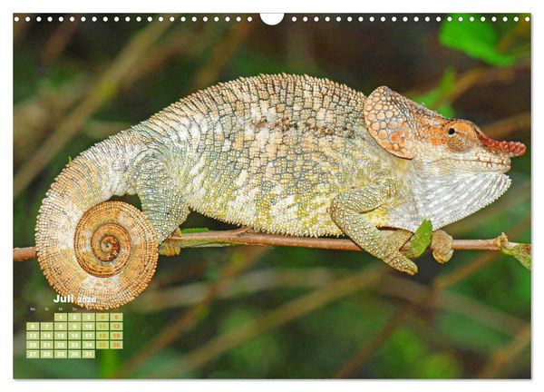 Produktbild: Cham&auml;leon: Die farbenfrohe Welt der Reptilien (Wandkalender 2026 DIN A3 quer), CALVENDO Monatskalender