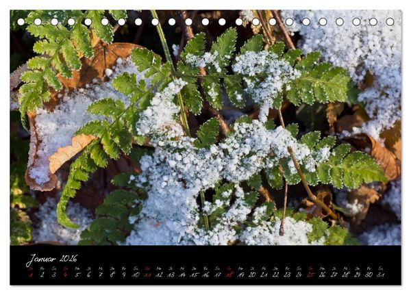 Produktbild: Wald (Tischkalender 2026 DIN A5 quer), CALVENDO Monatskalender
