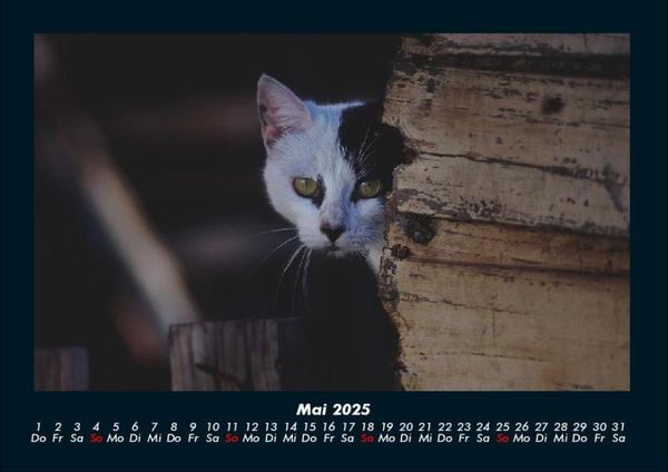 Produktbild: F&uuml;r Katzenfreunde 2025 Fotokalender DIN A4