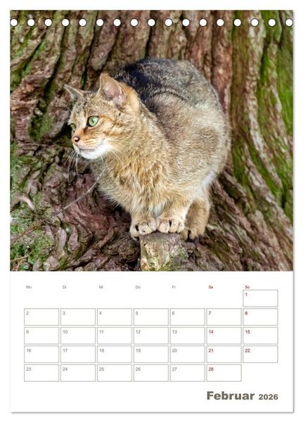 Produktbild: Europ&auml;ische Wildkatzen - Jahresplaner (Tischkalender 2026 DIN A5 hoch), CALVENDO Monatskalender