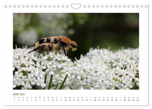 Produktbild: Heimische Insekten 2027 (Wandkalender 2027 DIN A4 quer), CALVENDO Monatskalender