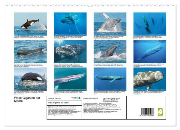 Produktbild: Wale: Giganten der Meere (hochwertiger Premium Wandkalender 2026 DIN A2 quer), Kunstdruck in Hochglanz