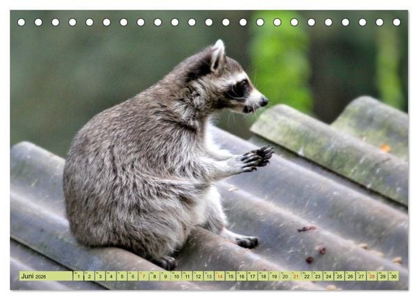 Produktbild: Der Waschb&auml;r - Der Maskentr&auml;ger in unseren W&auml;ldern (Tischkalender 2026 DIN A5 quer), CALVENDO Monatskalender