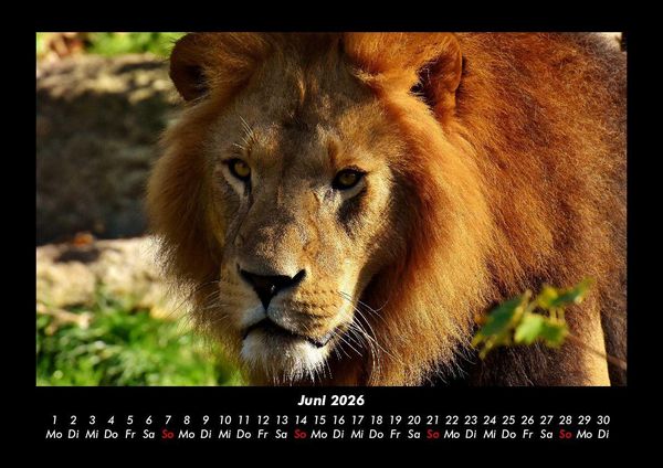 Produktbild: L&ouml;wen in der Wildnis 2026 Fotokalender DIN A3