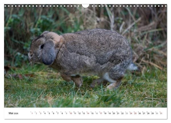 Produktbild: Kaninchen - knuddelige Hausgenossen (Wandkalender 2026 DIN A3 quer), CALVENDO Monatskalender