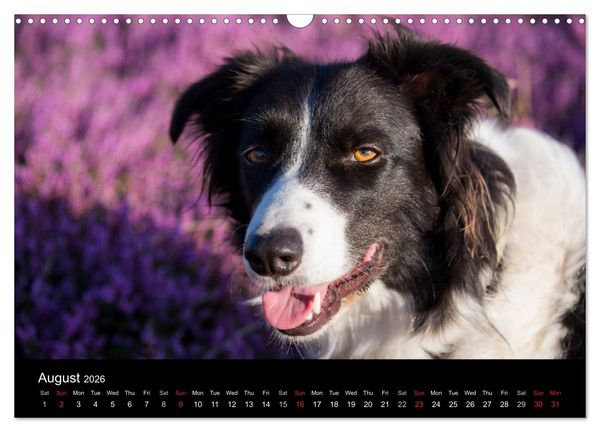Produktbild: Beauty of a Border Collie (Wall Calendar 2026 DIN A3 landscape), CALVENDO 12 Month Wall Calendar