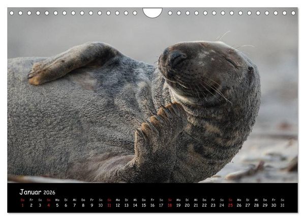 Produktbild: Robben auf Helgoland 2026 (Wandkalender 2026 DIN A4 quer), CALVENDO Monatskalender