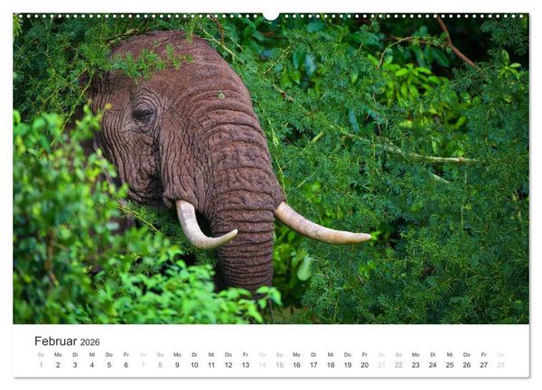 Produktbild: Elefanten - Sanfte Riesen in Afrika (hochwertiger Premium Wandkalender 2026 DIN A2 quer), Kunstdruck in Hochglanz
