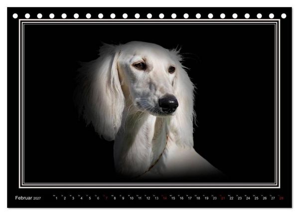 Produktbild: Saluki 2027 (Tischkalender 2027 DIN A5 quer), CALVENDO Monatskalender