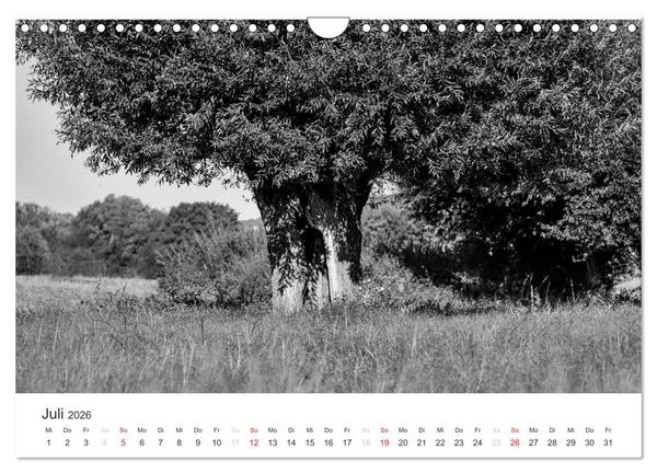 Produktbild: B&auml;ume - Natursch&ouml;nheiten in schwarz-wei&szlig; (Wandkalender 2026 DIN A4 quer), CALVENDO Monatskalender