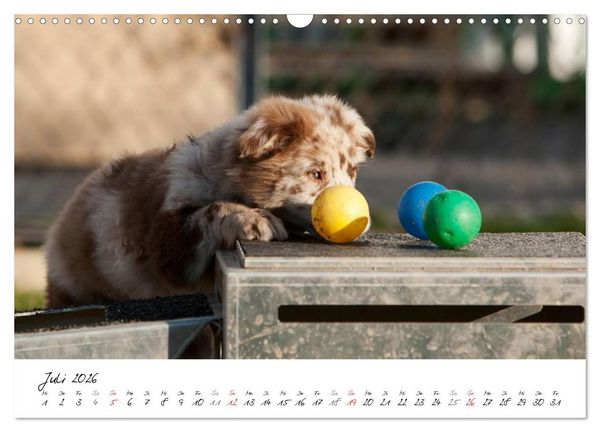 Produktbild: Aussie Welpen 2026 (Wandkalender 2026 DIN A3 quer), CALVENDO Monatskalender