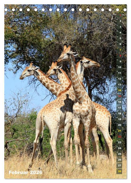 Produktbild: Giraffen - Anmut und Sanftheit (Tischkalender 2026 DIN A5 hoch), CALVENDO Monatskalender