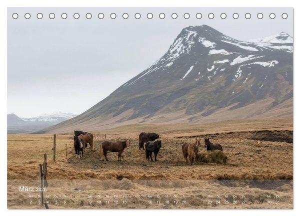 Produktbild: Islandpferde - Der T&ouml;lt Kalender (Tischkalender 2026 DIN A5 quer), CALVENDO Monatskalender