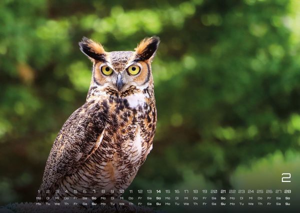 Produktbild: Eulen - W&auml;chter der Nacht - 2027 - Kalender DIN A2