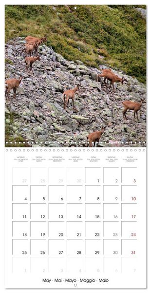 Produktbild: Deux &eacute;t&eacute;s en Vall&eacute;e d'Ossau (Calendrier mural carr&eacute; 2026 30x30 cm) Calendrier double avec une page pour vos prises de notes