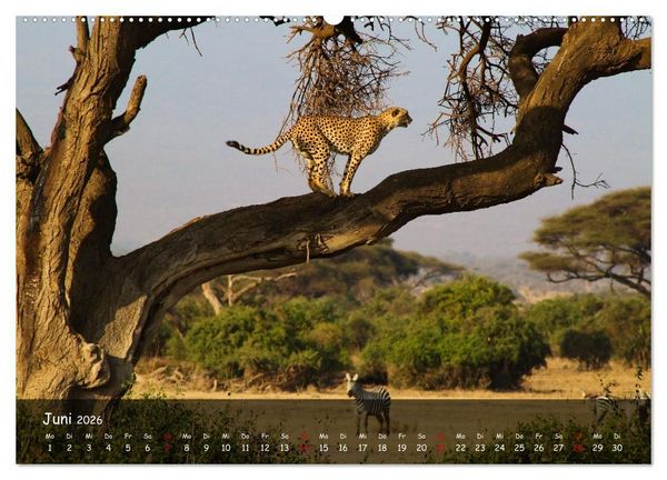 Produktbild: Wildes Ostafrika - Tansania und Kenia hautnah (Wandkalender 2026 DIN A2 quer), CALVENDO Monatskalender