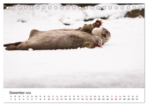 Produktbild: Otter - J&auml;ger an Fl&uuml;ssen und Seen (Tischkalender 2026 DIN A5 quer), CALVENDO Monatskalender