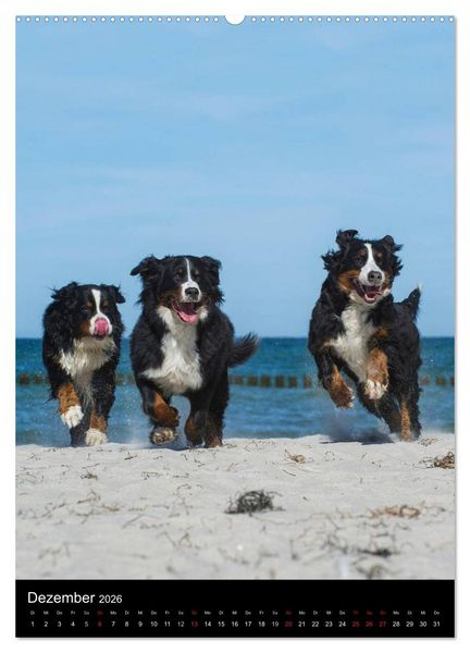 Produktbild: Berner Sennenhund 2026 (hochwertiger Premium Wandkalender 2026 DIN A2 hoch), Kunstdruck in Hochglanz