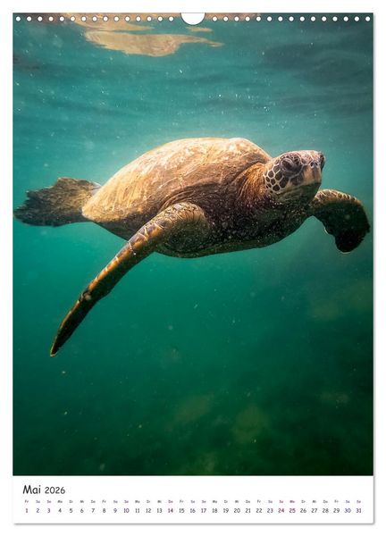 Produktbild: Wildlife - Die Tierwelt der Galapagos Inseln (Wandkalender 2026 DIN A3 hoch), CALVENDO Monatskalender