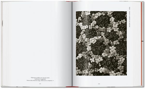 Produktbild: Karl Blossfeldt