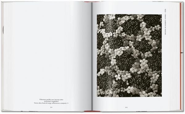 Produktbild: Karl Blossfeldt. The Complete Published Work. 45th Ed.