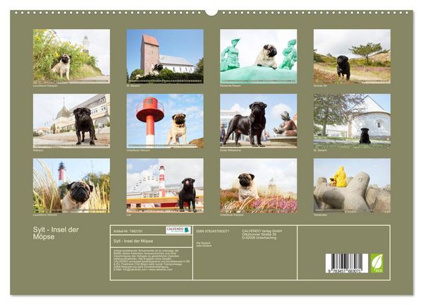 Produktbild: Sylt - Insel der M&ouml;pse (hochwertiger Premium Wandkalender 2026 DIN A2 quer), Kunstdruck in Hochglanz