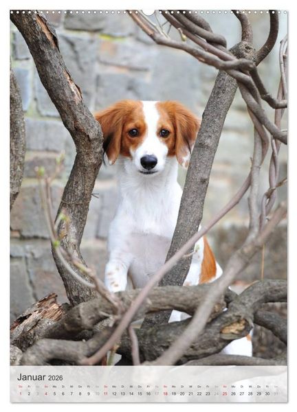 Produktbild: Hundepers&ouml;nlichkeiten (hochwertiger Premium Wandkalender 2026 DIN A2 hoch), Kunstdruck in Hochglanz
