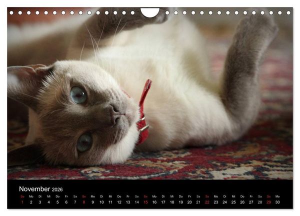 Produktbild: Haustiger - Ein Katzenkalender (Wandkalender 2026 DIN A4 quer), CALVENDO Monatskalender