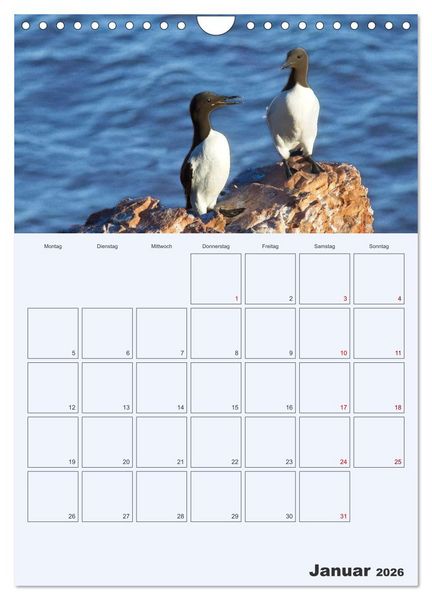 Produktbild: Wildes Leben auf Helgoland (Wandkalender 2026 DIN A4 hoch), CALVENDO Monatskalender