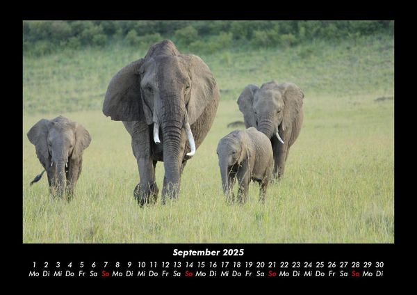Produktbild: Elefanten - Die sanften Riesen Afrikas 2025 Fotokalender DIN A3