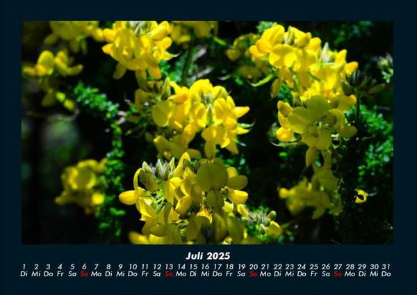 Produktbild: Blumentr&auml;ume 2025 Fotokalender DIN A4