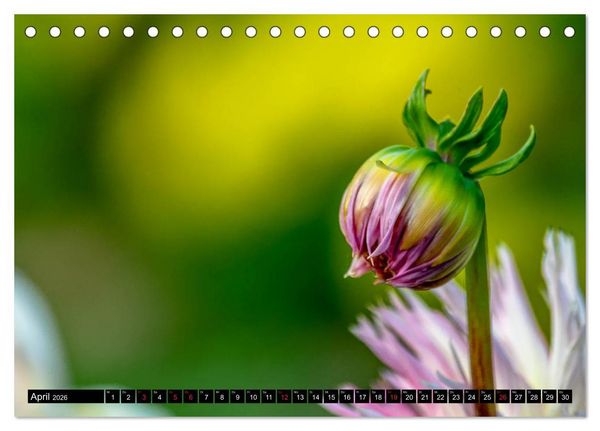 Produktbild: Dahlien - Blumenwunder der Natur (Tischkalender 2026 DIN A5 quer), CALVENDO Monatskalender
