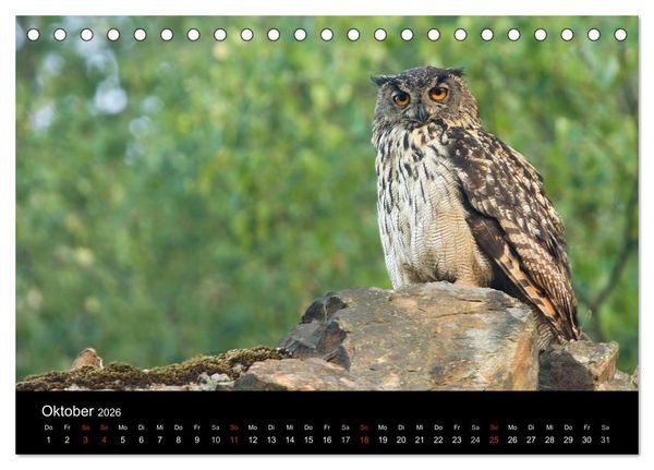 Produktbild: Uhu - K&ouml;nig der Nacht (Tischkalender 2026 DIN A5 quer), CALVENDO Monatskalender