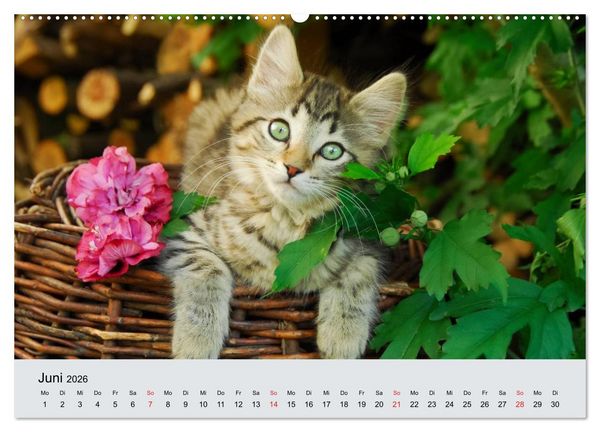 Produktbild: Katzen im Garten (Wandkalender 2026 DIN A2 quer), CALVENDO Monatskalender