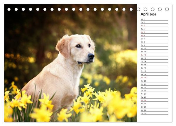 Produktbild: Goldig durch das Jahr! (Tischkalender 2026 DIN A5 quer), CALVENDO Monatskalender