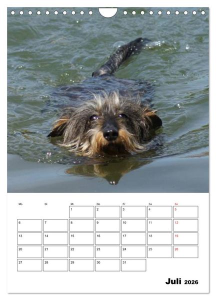 Produktbild: Liebenswerte Zwergrauhaardackel (Wandkalender 2026 DIN A4 hoch), CALVENDO Monatskalender
