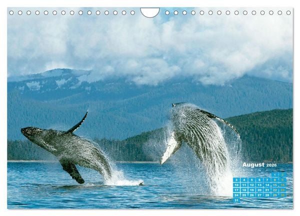 Produktbild: Buckelwale: Aus den blauen Tiefen der Ozeane (Wandkalender 2026 DIN A4 quer), CALVENDO Monatskalender